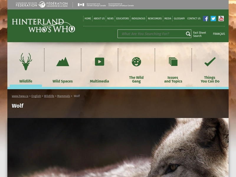 Hinterland Who's Who: Wolf Website Hinterland Who's Who: Wolf Website