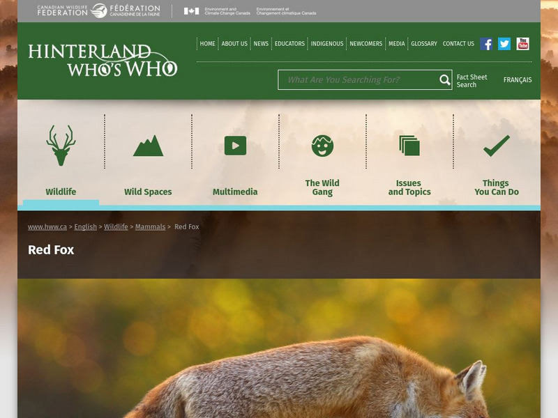Hinterland Who's Who: Red Fox Website Hinterland Who's Who: Red Fox Website