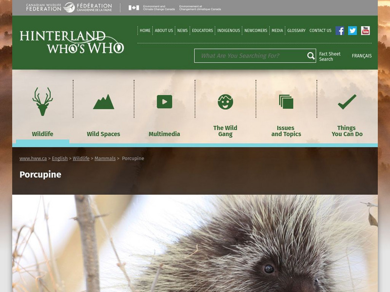 Hinterland Who's Who: Porcupine Website Hinterland Who's Who: Porcupine Website