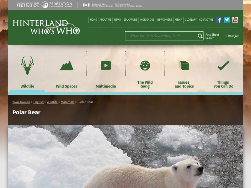 Hinterland Who's Who: Polar Bear Website Hinterland Who's Who: Polar Bear Website