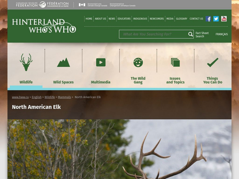 Hinterland Who's Who: Elk Website Hinterland Who's Who: Elk Website