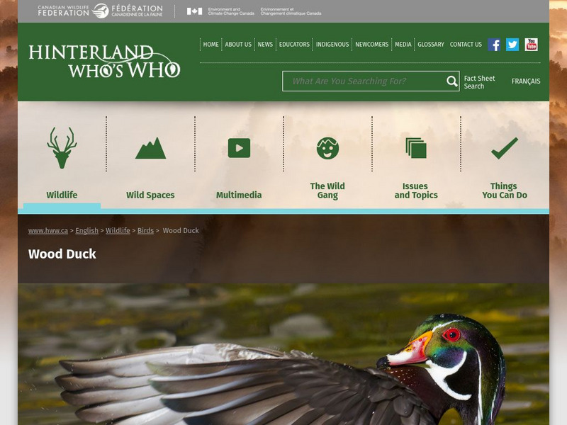 Hinterland Who's Who: Wood Duck Website Hinterland Who's Who: Wood Duck Website
