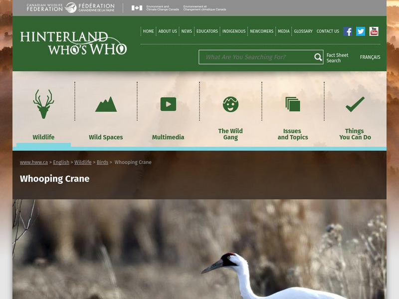 Hinterland Who's Who: Whooping Crane Website