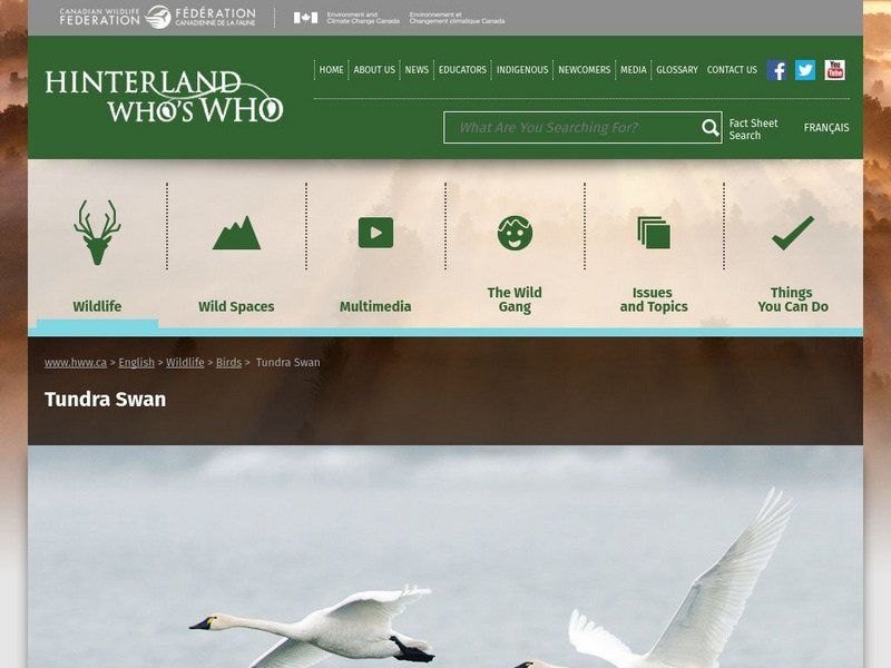 Hinterland Who's Who: Tundra Swan Website