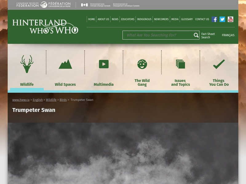 Hinterland Who's Who: Trumpeter Swan Website Hinterland Who's Who: Trumpeter Swan Website