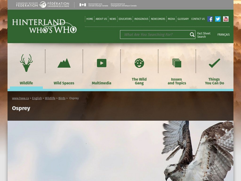 Hinterland Who's Who: Osprey Website Hinterland Who's Who: Osprey Website