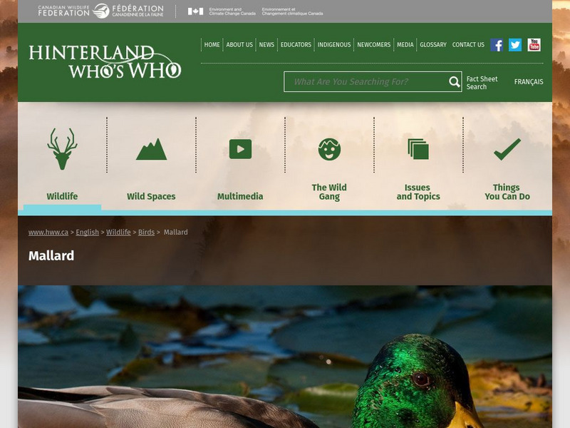 Hinterland Who's Who: Mallard Website