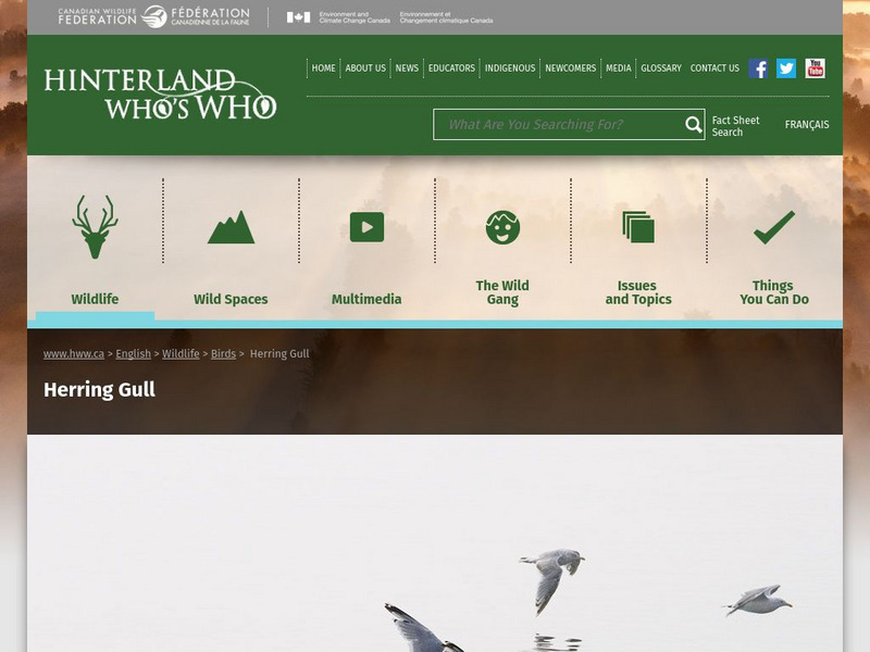 Hinterland Who's Who: Killdeer Website