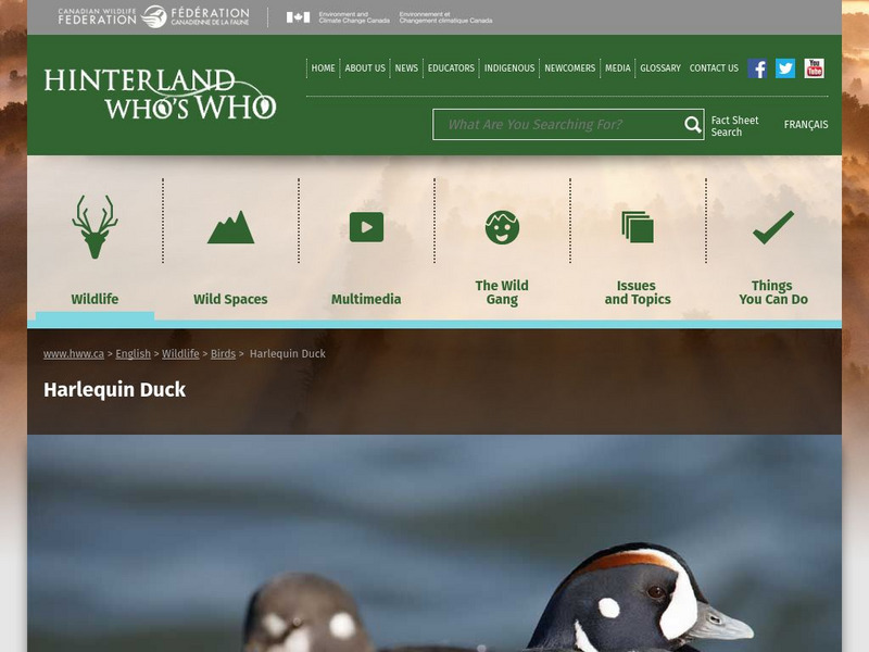 Hinterland Who's Who: Harlequin Duck Website