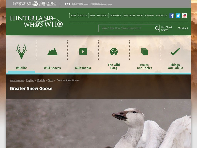 Hinterland Who's Who: Greater Snow Goose Website