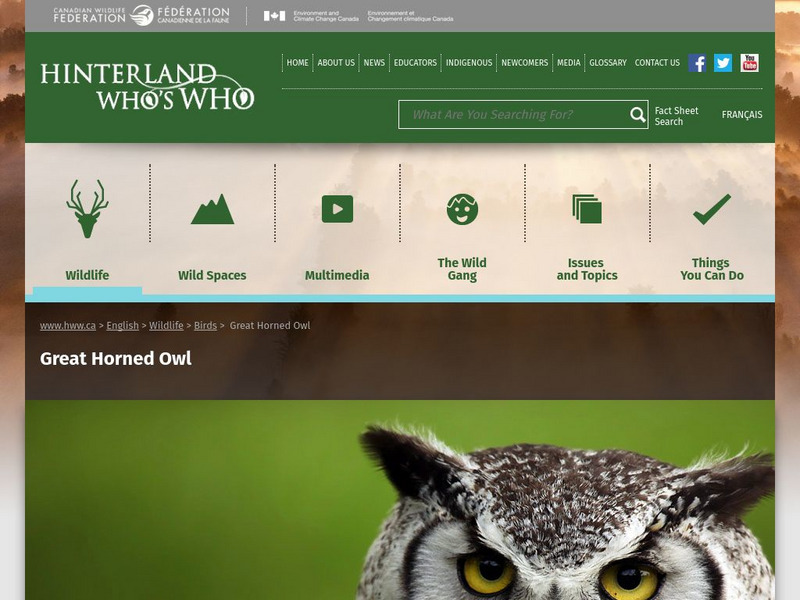 Hinterland Who's Who: Great Horned Owl Website