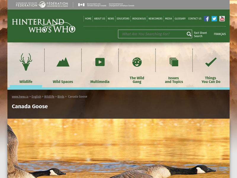 Hinterland Who's Who: Canada Goose Website