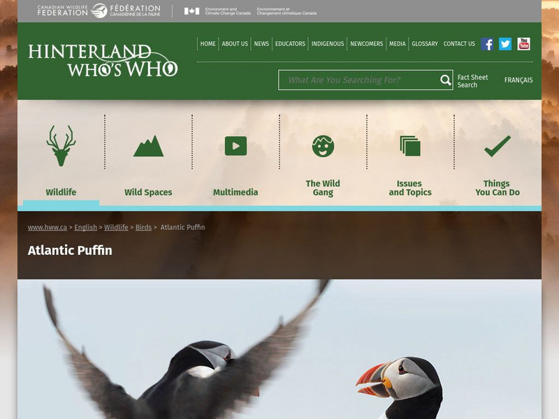 Hinterland Who's Who: Atlantic Puffin Website Hinterland Who's Who: Atlantic Puffin Website