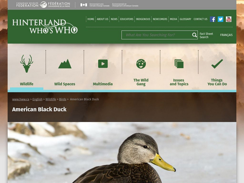 Hinterland Who's Who: American Black Duck Website