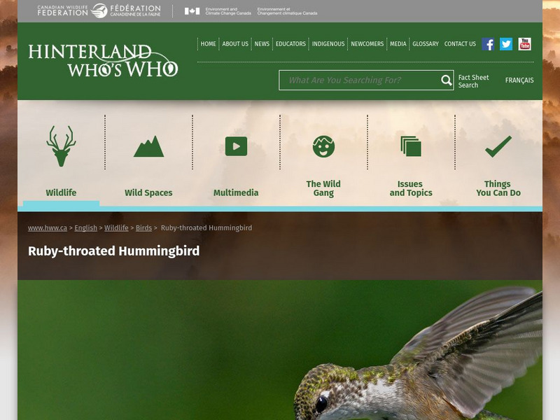 Hinterland Who's Who: Ruby Throated Hummingbird Website
