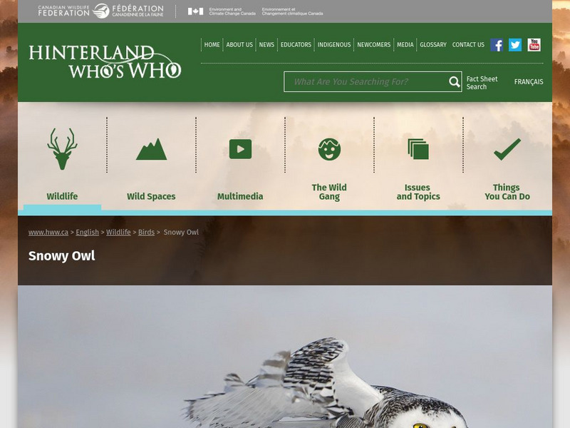 Hinterland Who's Who: Snowy Owl Website Hinterland Who's Who: Snowy Owl Website