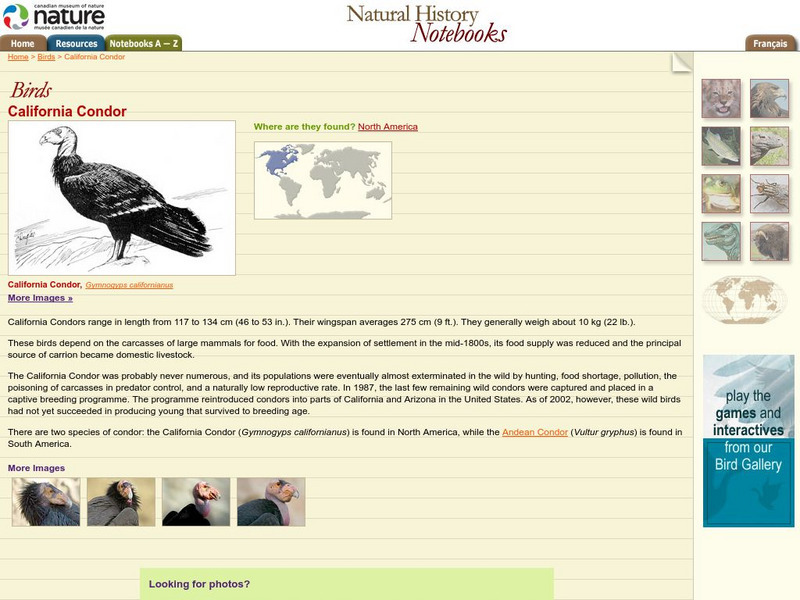 Canadian Museum of Nature: California Condor Handout Canadian Museum of Nature: California Condor Handout