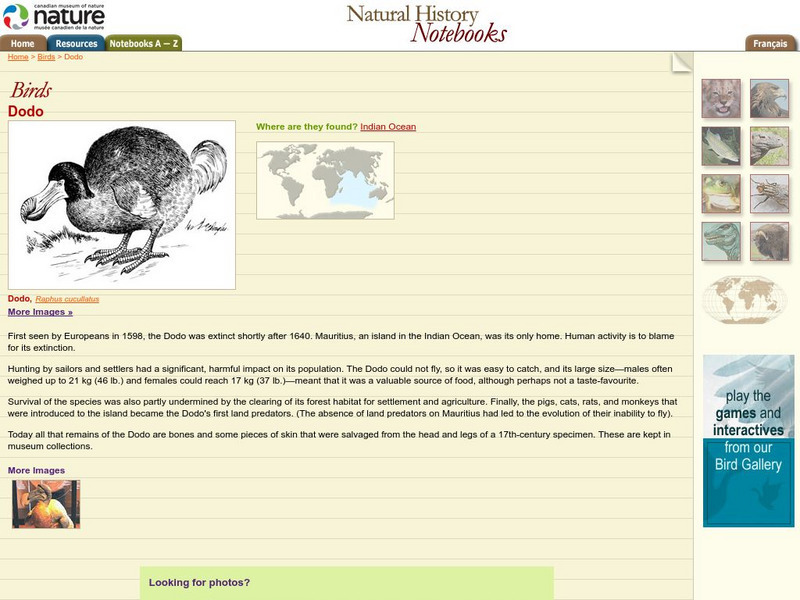 Canadian Museum of Nature: Dodo Handout Canadian Museum of Nature: Dodo Handout