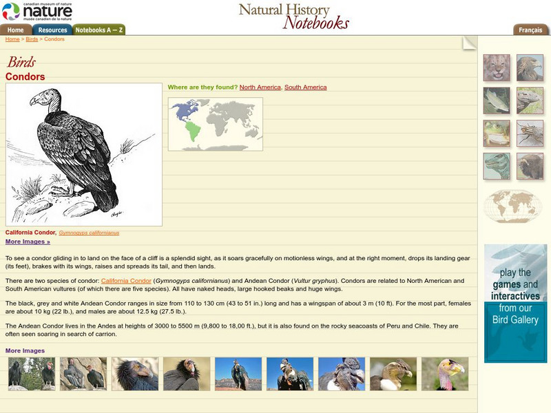 Canadian Museum of Nature: Condor Handout