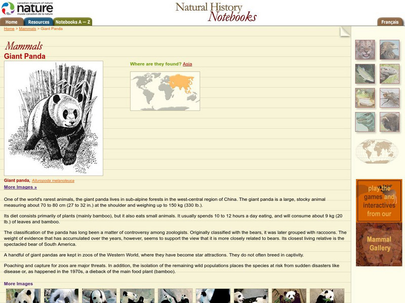 Canadian Museum of Nature: Giant Panda Handout Canadian Museum of Nature: Giant Panda Handout