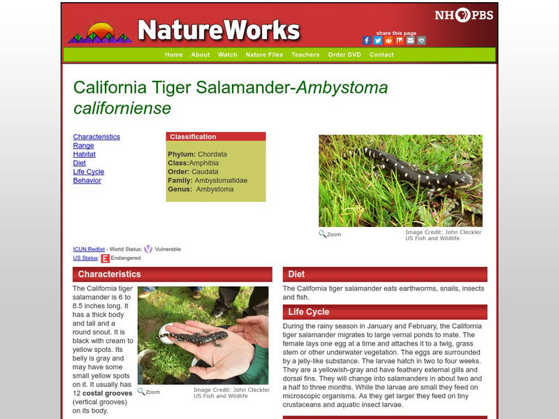 Nh Pbs: Nature Works: California Tiger Salamander Handout
