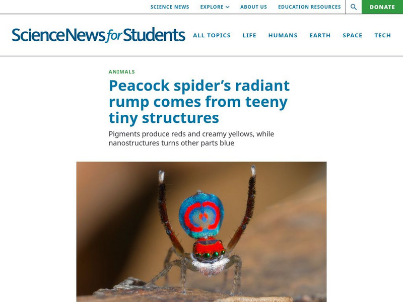 Science News for Students: Peacock Spider's Radiant Rump Comes From Teeny Tiny Structures Article Science News for Students: Peacock Spider's Radiant Rump Comes From Teeny Tiny Structures Article