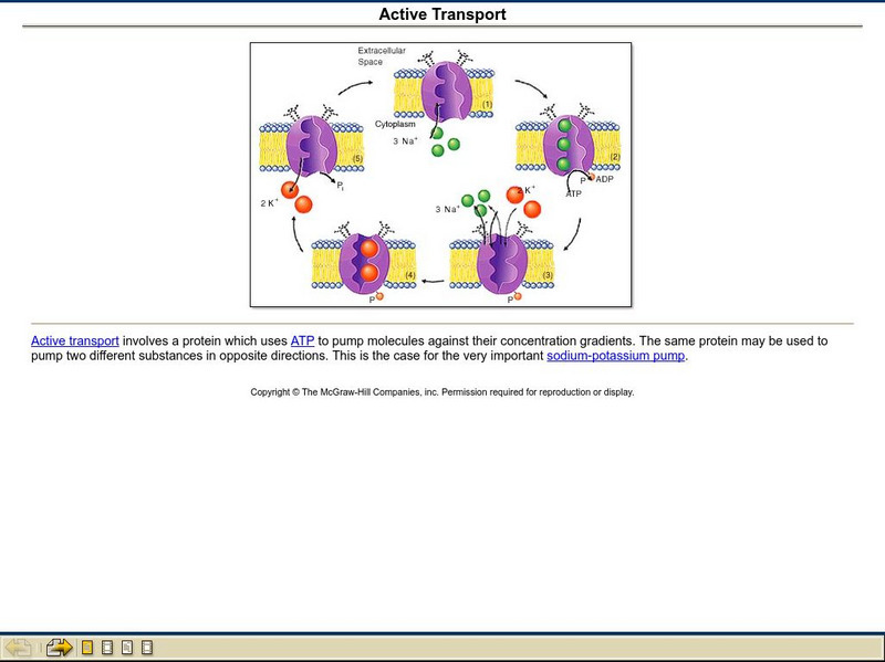 Mhhe: Active Transport Graphic Mhhe: Active Transport Graphic
