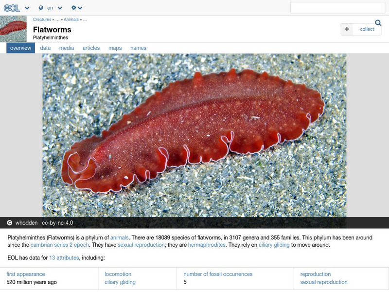 Encyclopedia of Life: Flatworms Handout