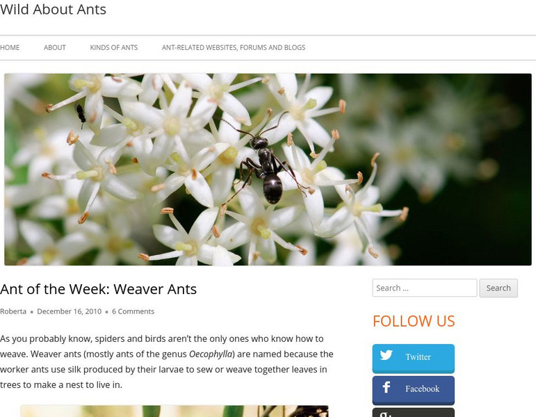 Wild About Ants: Ant of the Week: Weaver Ants Website Wild About Ants: Ant of the Week: Weaver Ants Website