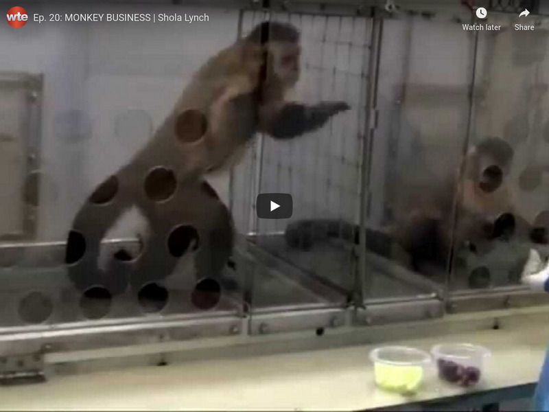 We the Economy: Monkey Business a.k.a. Economic Inequality Instructional Video