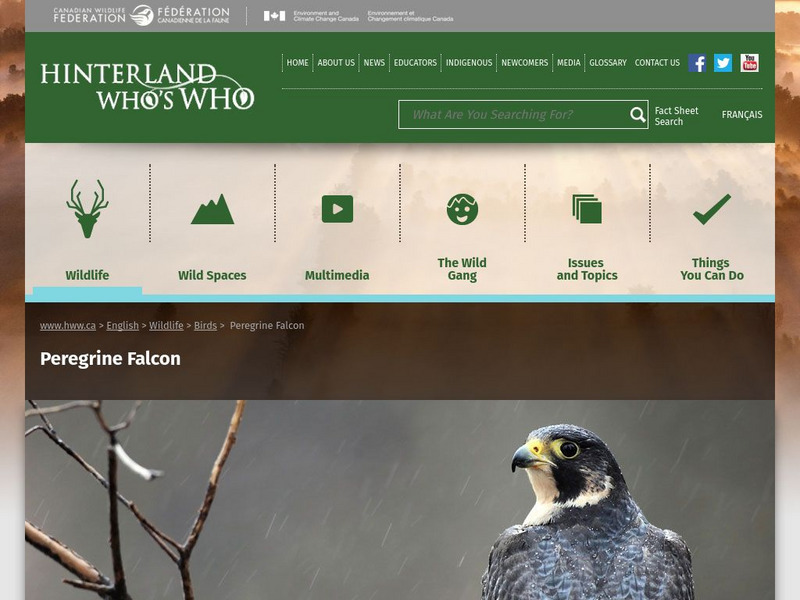 Hinterland Who's Who: Peregrine Falcon Website