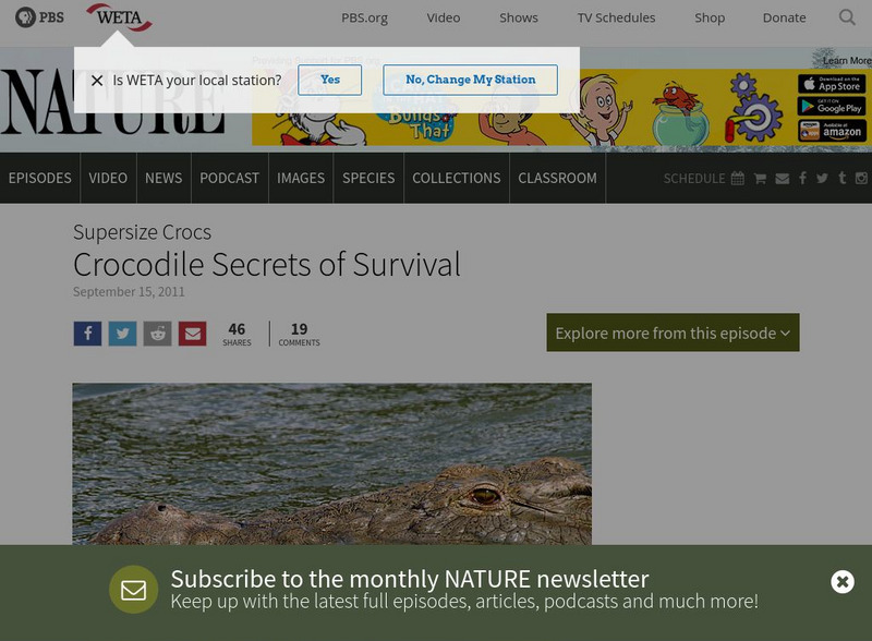 Pbs: Nature: Supersize Crocs: Crocodile Secrets of Survival Website Pbs: Nature: Supersize Crocs: Crocodile Secrets of Survival Website