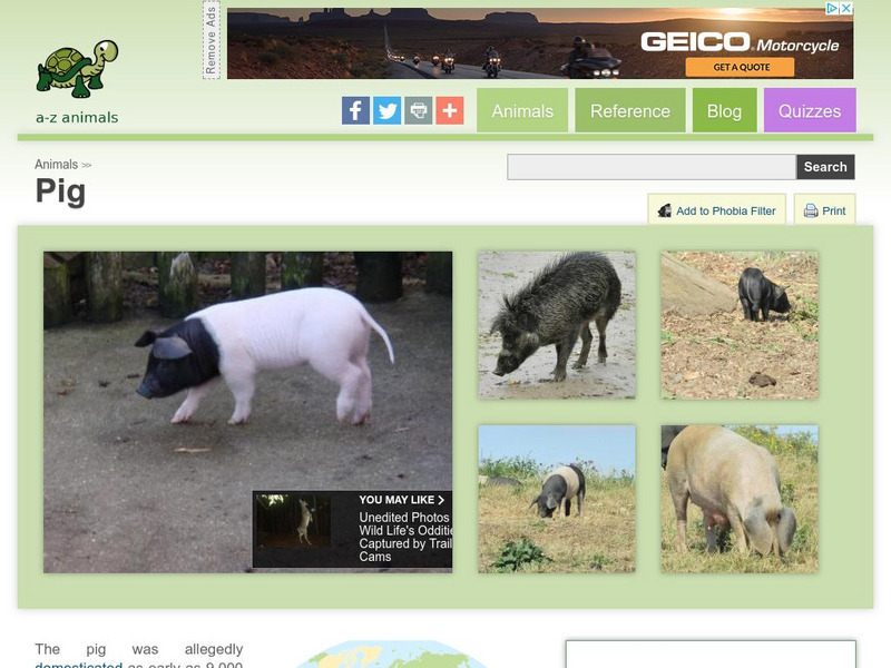 A Z Animals: Animal Facts: Pig (Sus Scrofa Scrofa) Handout A Z Animals: Animal Facts: Pig (Sus Scrofa Scrofa) Handout