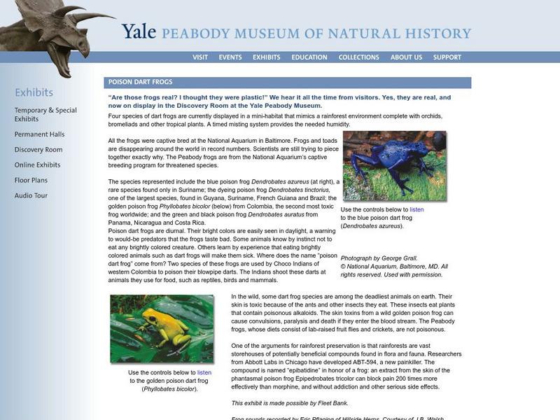 Yale Peabody Museum: Poison Dart Frogs Activity Yale Peabody Museum: Poison Dart Frogs Activity
