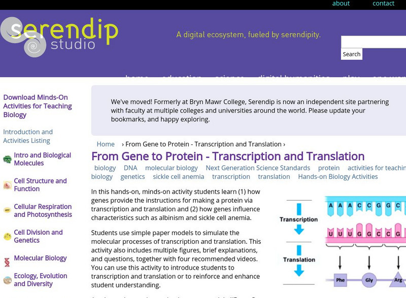 Serendip: From Gene to Protein Transcription and Translation Lesson Plan Serendip: From Gene to Protein Transcription and Translation Lesson Plan