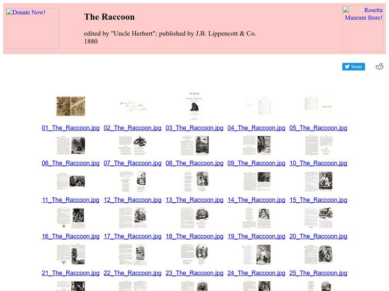 Children's Books Online: The Raccoon eBook