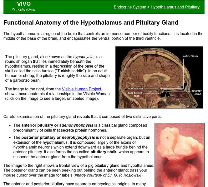 Colorado State Univ.: Functional Anatomy of the Hypothalamus and Pituitary Gland Handout Colorado State Univ.: Functional Anatomy of the Hypothalamus and Pituitary Gland Handout