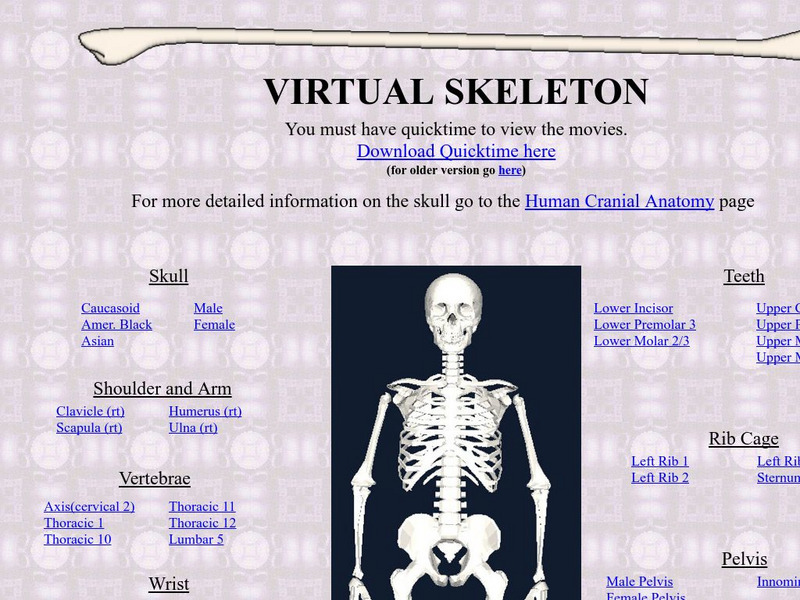 University of Wyoming: Make Learning Real: Virtual Skeleton Graphic University of Wyoming: Make Learning Real: Virtual Skeleton Graphic