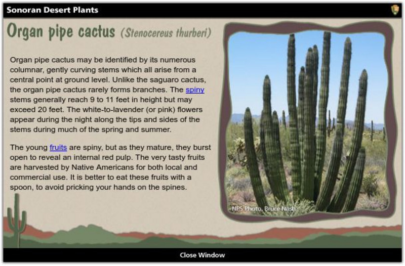 National Park Service: Explore Nature: Views: Sonoran Desert: Organ Pipe Cactus Handout National Park Service: Explore Nature: Views: Sonoran Desert: Organ Pipe Cactus Handout