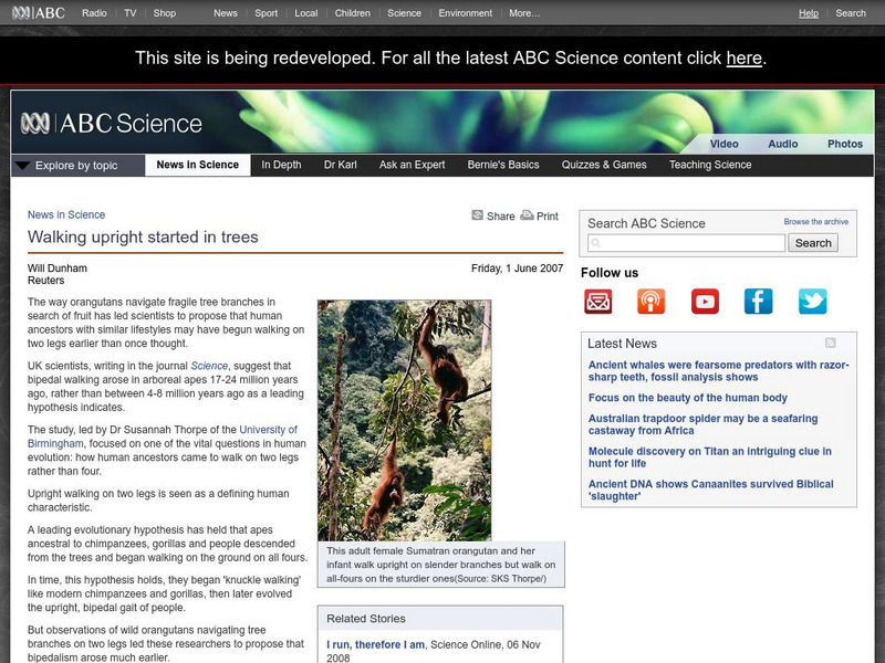 Australian Broadcasting Corporation: News in Science: Walking Upright Started in Trees Article Australian Broadcasting Corporation: News in Science: Walking Upright Started in Trees Article
