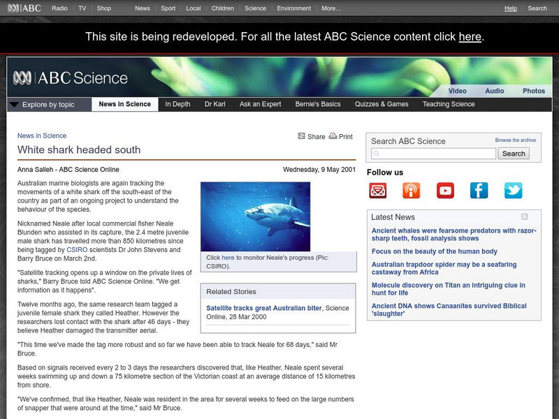Australian Broadcasting Corporation: News in Science: White Shark Headed South Handout Australian Broadcasting Corporation: News in Science: White Shark Headed South Handout