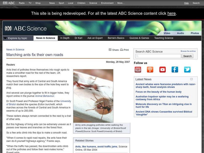 Australian Broadcasting Corporation: News in Science: Marching Ants Fix Their Own Roads Handout Australian Broadcasting Corporation: News in Science: Marching Ants Fix Their Own Roads Handout