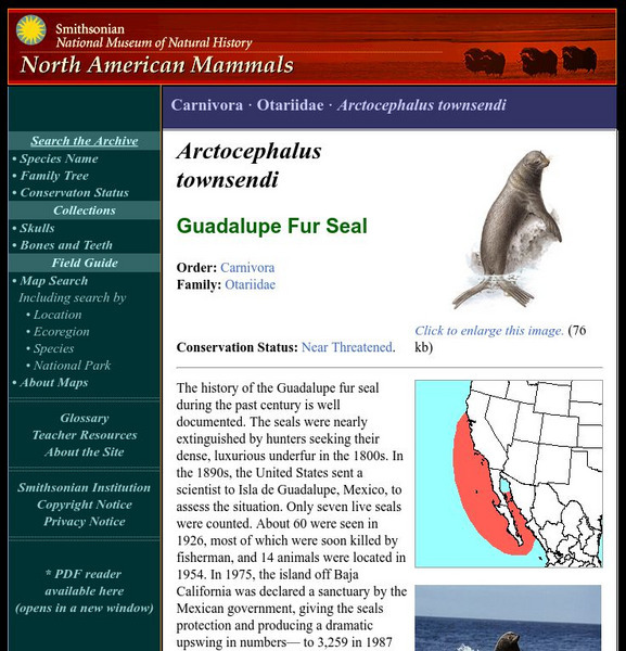 National Museum of Natural History: American Mammals: Guadalupe Fur Seal Handout National Museum of Natural History: American Mammals: Guadalupe Fur Seal Handout