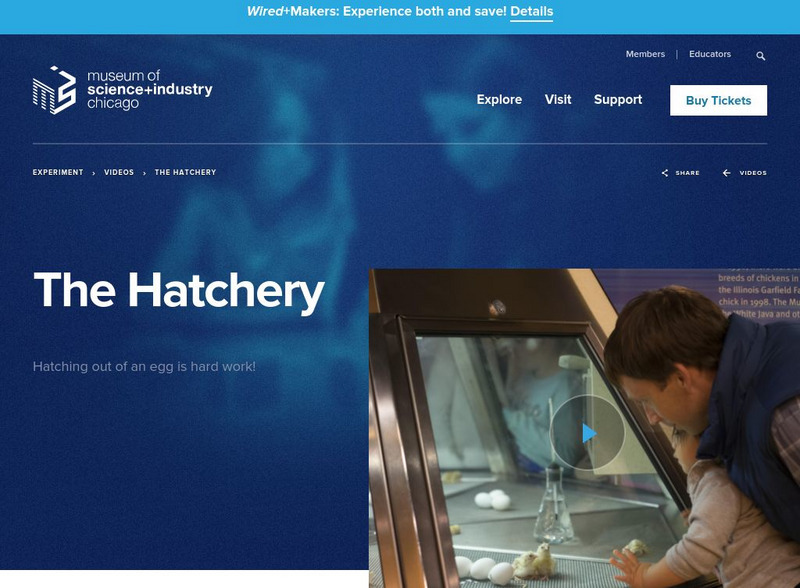 Museum of Science and Industry, Chicago: Videos: Baby Chicks Hatching Instructional Video