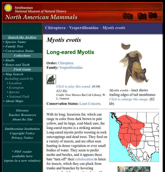 National Museum of Natural History: American Mammals: Long Eared Myotis Handout