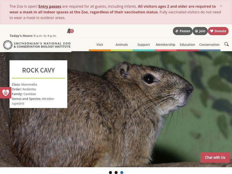 Smithsonian National Zoo: Rock Cavy Handout Smithsonian National Zoo: Rock Cavy Handout