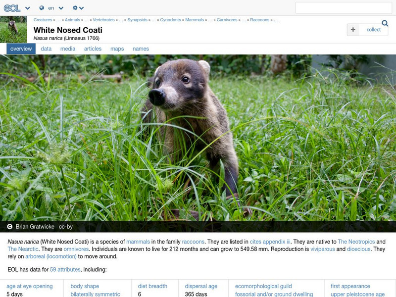 Encyclopedia of Life: White Nosed Coati Handout