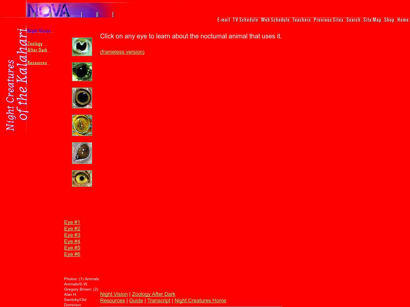 Pbs: Night Creatures of the Kalahari: Night Vision Website Pbs: Night Creatures of the Kalahari: Night Vision Website