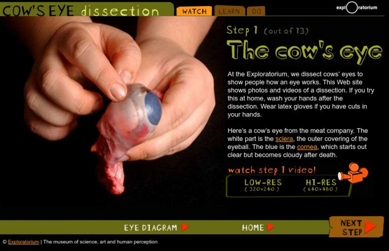 Exploratorium: Cow's Eye Dissection Activity
