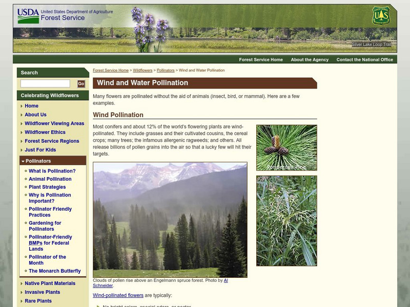 Usda Forest Service: Wind and Water Pollination Activity Usda Forest Service: Wind and Water Pollination Activity